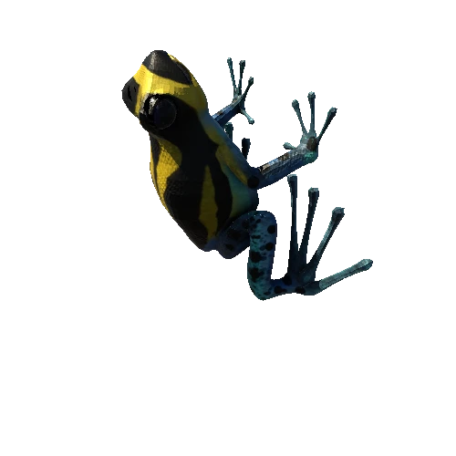 Amazonic frog